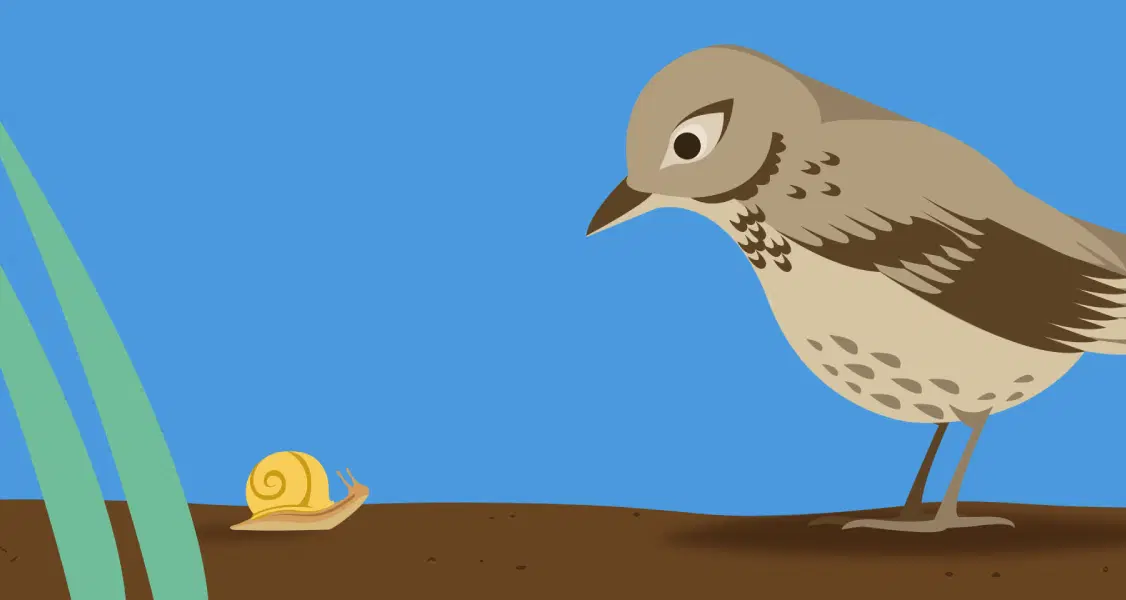 Ilustración de un pájaro mirando un caracol en el suelo, con hojas verdes en el lado izquierdo y un fondo de cielo azul.