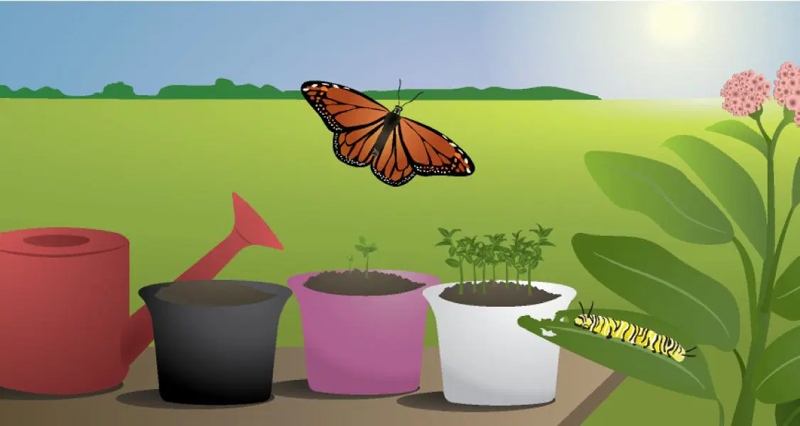 Mariposa en vuelo sobre plantas en macetas sobre una mesa, con una oruga en un tallo frondoso cerca, una regadera roja a la izquierda y un paisaje brillante al fondo.