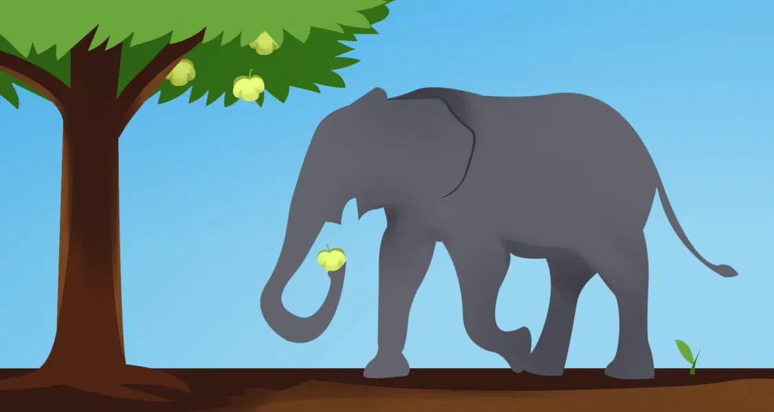 Un elefante se encuentra debajo de un árbol y usa su trompa para arrancar un trozo de fruta.