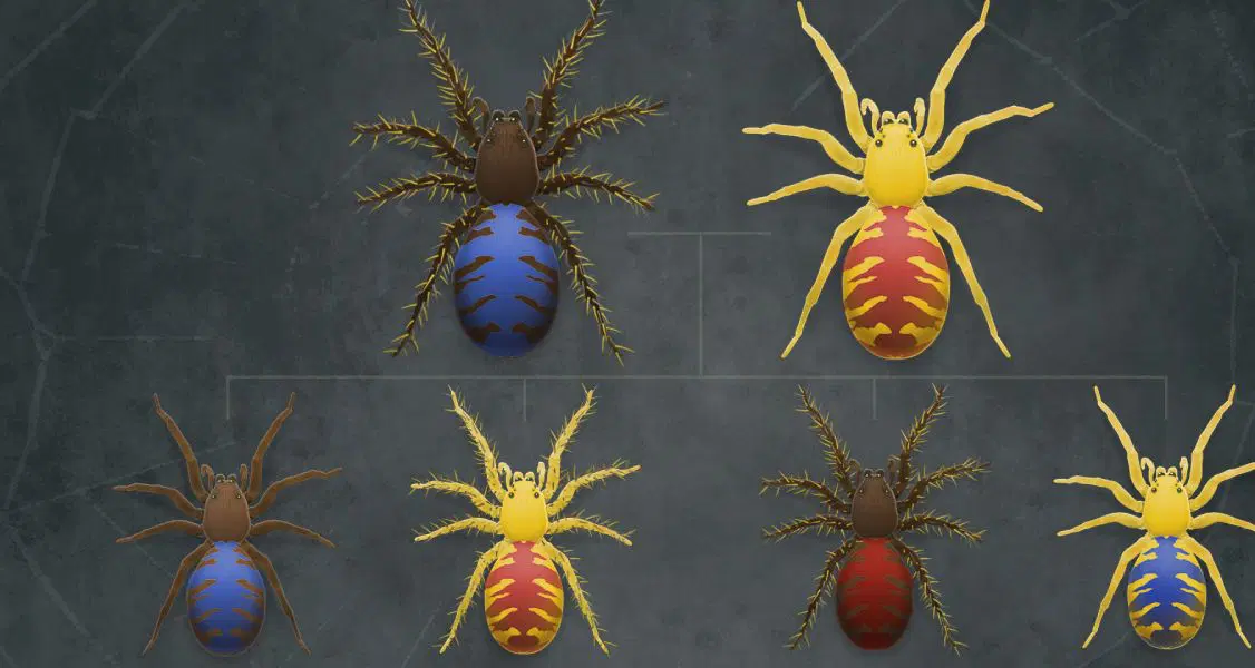 Imagen que muestra un gráfico de arañas de diferentes colores con patrones distintos de patas y cuerpo, incluidas variaciones de color marrón, amarillo y azul. El fondo es una superficie oscura y texturizada.