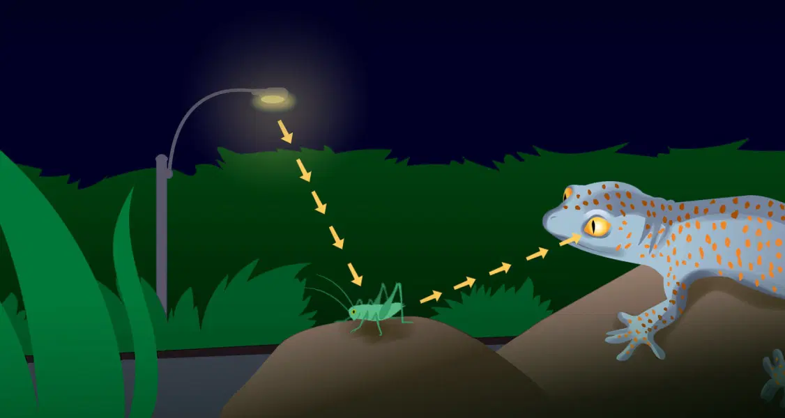 Un gecko se prepara para atrapar un grillo bajo una farola por la noche. Las flechas amarillas ilustran la luz de la lámpara que golpea al grillo y se refleja en los ojos del gecko.