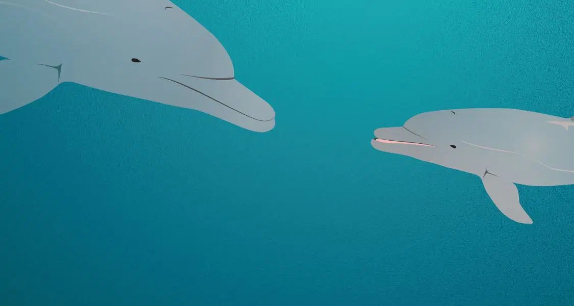 Dos delfines nadan bajo el agua en un ambiente teñido de azul, uno frente al otro, y uno parece abrir ligeramente la boca.